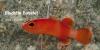 Most Exotic Fish for a Saltwater Aquarium